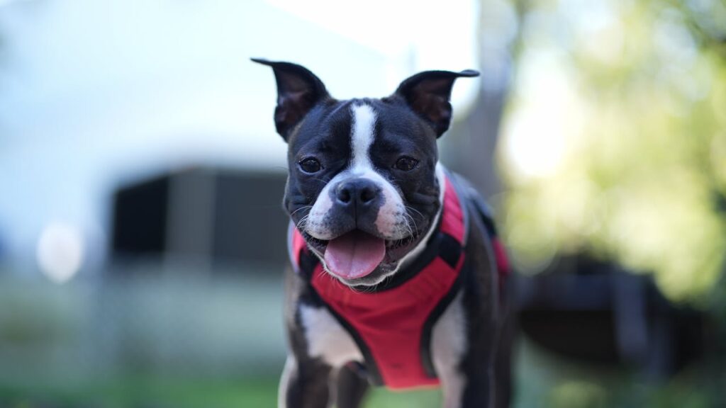 Free stock photo of adorable, animal lover, boston